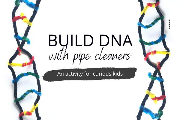 Build a DNA model with pipe cleaners