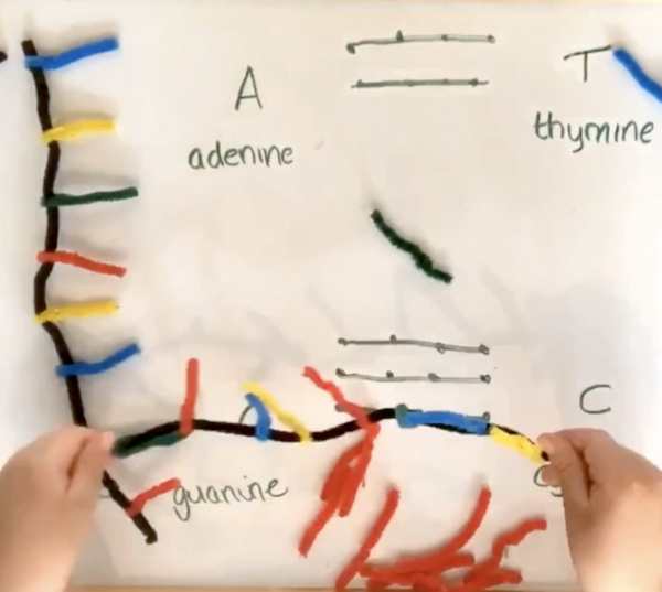 Child’s hands building model of DNA with pipe cleaners
