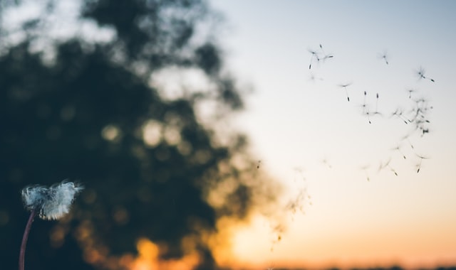 Dandelion seeds floating up into the air at sunset
