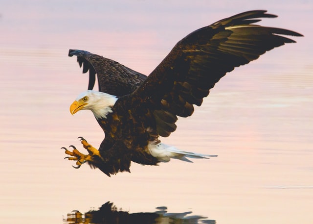 An eagle flying with talons outstretched against a pink background