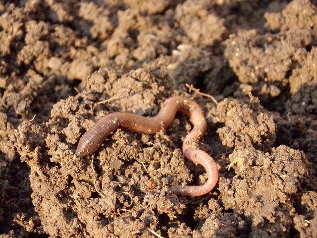 An earthworm on soil
