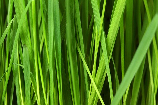 Blades of grass