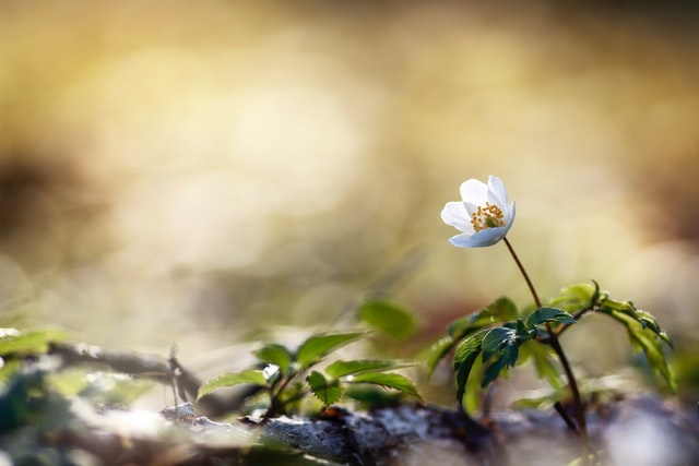 Small white flower