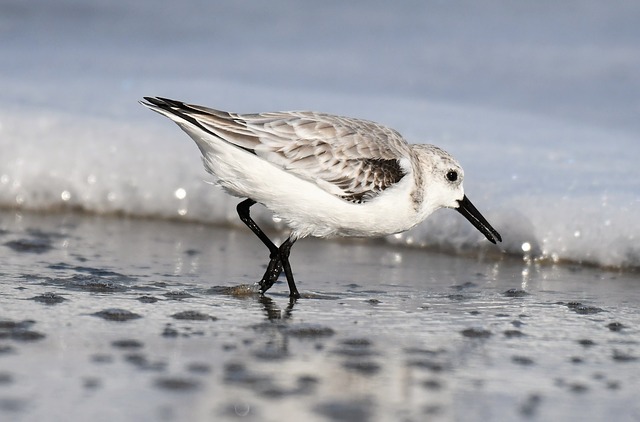 Sandpiper running towards the waves on a beach
