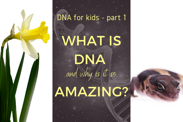 What is DNA and why is it so amazing?