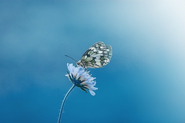 White butterfly on blue flower against blue background