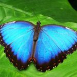 Blue butterfly on green leaf