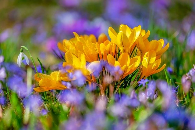 Nature poem for kids - the crocus - yellow crocuses surrounded by purple flowers