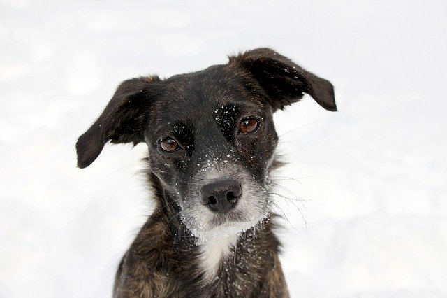 Black and white dog looking at the camera