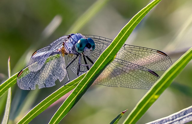 Blue dragonfly on blade of grass