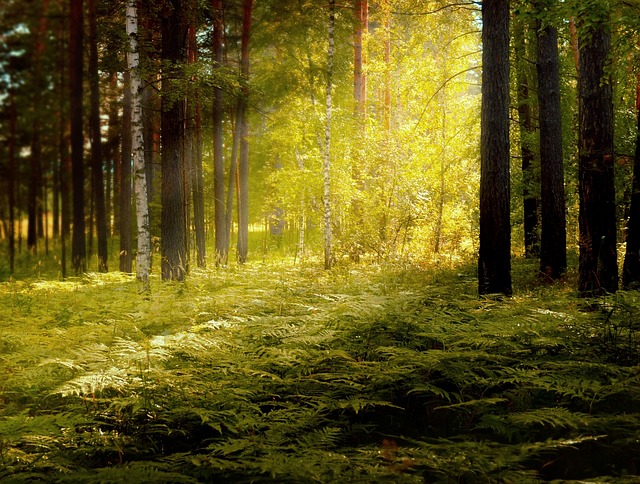 Sunlight falling on ferns in a forest