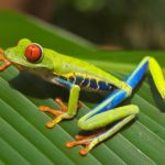 Tree frog on leaf