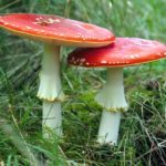 Two red topped toadstools