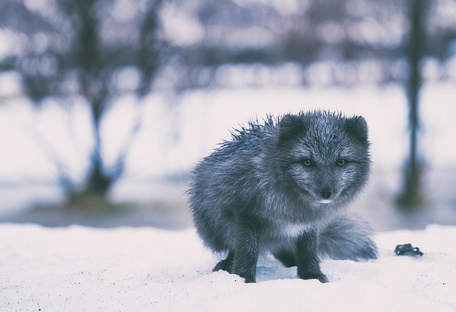 Grey fox in snow