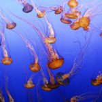 Group of jellyfish