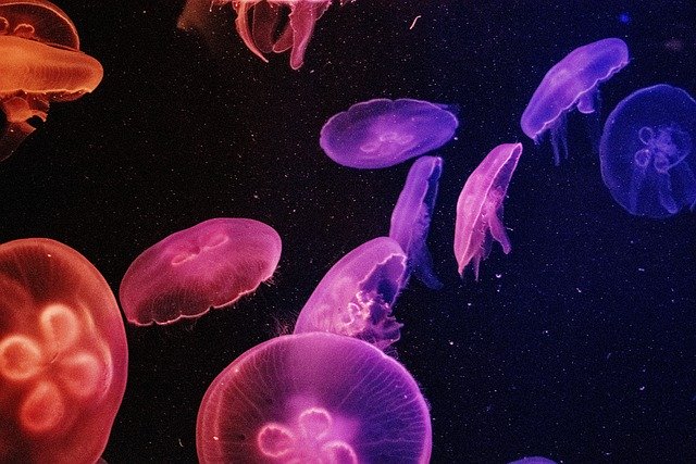 Pink and purple jellyfish against a dark background