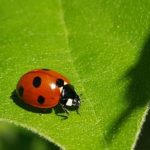 Red ladybird on a green leaf