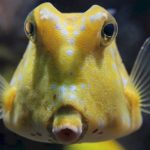 Longhorn cowfish