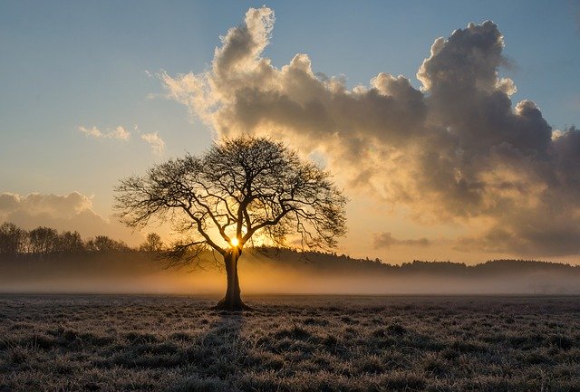 Nature poem for kids - trees -Lone oak tree in a misty field against a sunrise and cloudy sky