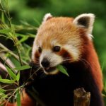 Red panda eating