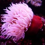 Pink sea anemone