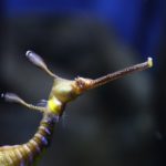 Seahorse's head