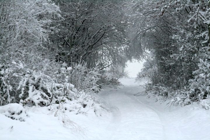 A path through overgrown hedgerows covered in snow