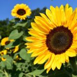 Sunflowers against blue sky