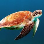 Sea turtle