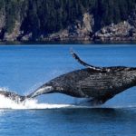 Humpback whale breaching out of the sea