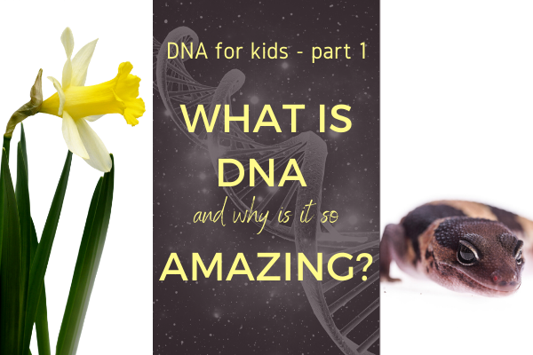 What is DNA and why is it so amazing? Daffodil and salamander
