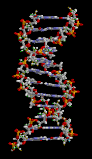 Animation of DNA molecule