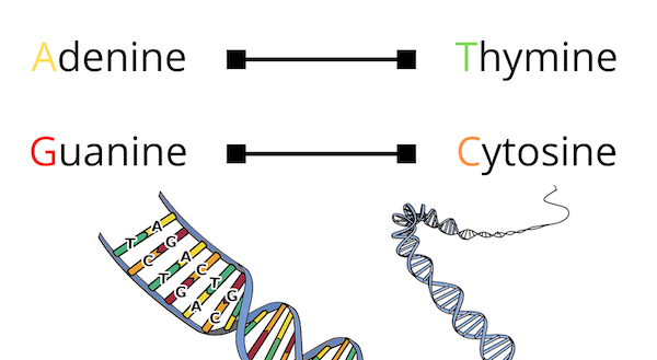 DNA base pair rules: adenine always pairs with thymine; guanine always pairs with cytosine