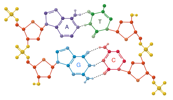 DNA base pairs adenine, thymine, guanine and cytosine