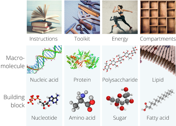 Biological molecules: nucleic acid, protein, carbohydrates and lipids