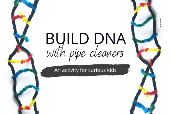 Build DNA out of pipe cleaners - an activity for kids