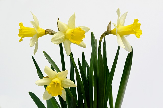 Four yellow daffodils