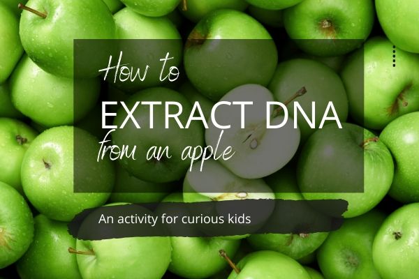 Extract DNA from an apple