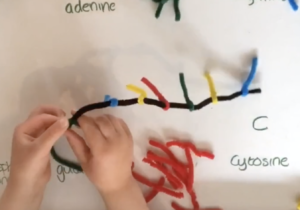 A child's hands building a model of DNA with pipe cleaners