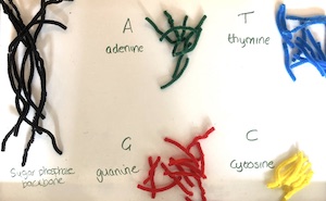 Pipe cleaners cut into DNA bases