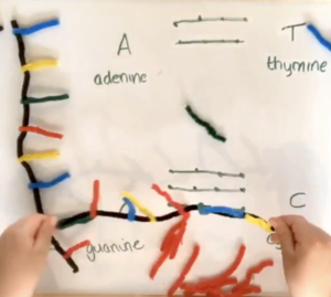 Child's hands building model of DNA with pipe cleaners
