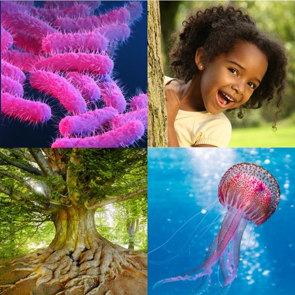 Habitability differs for different life forms: showing bacteria, a human, a tree and a jellyfish