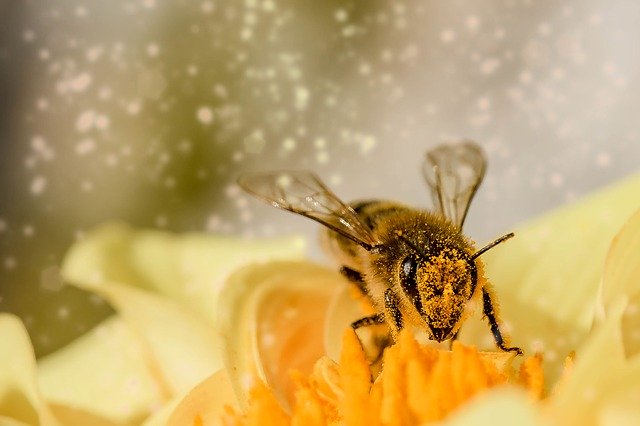 Bee covered in yellow pollen on a yellow flower