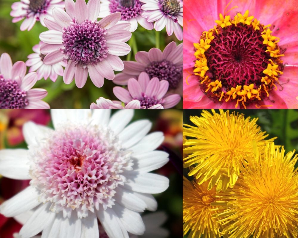Composite flowers: multiple flowers that look like a single flower. Here pink, purple and white flowers in the daisy family and yellow dandelions are all composite flowers.