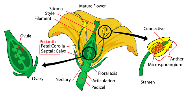 Illustration of the anatomy of a flower