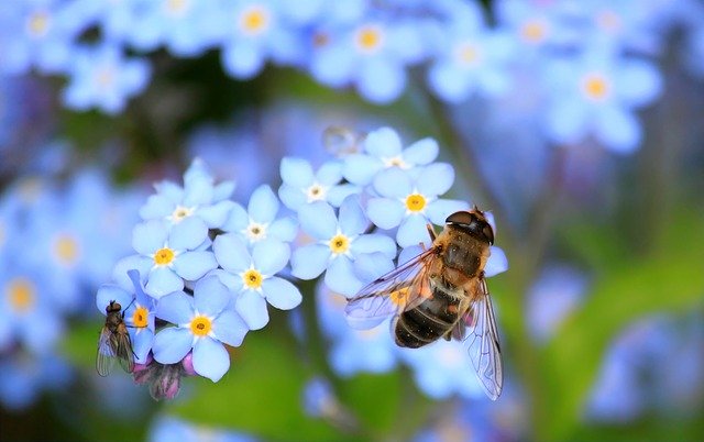 Hoverfly on blue forget-me-not flowers 
