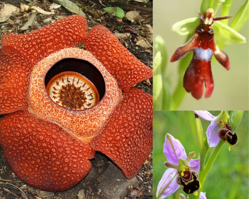 Some flowers have evolved mimicry that attracts pollinators: the carrion flower in the genus Rafflesia looks and smells like rotting meat. The bee orchid and fly orchid look like insects.