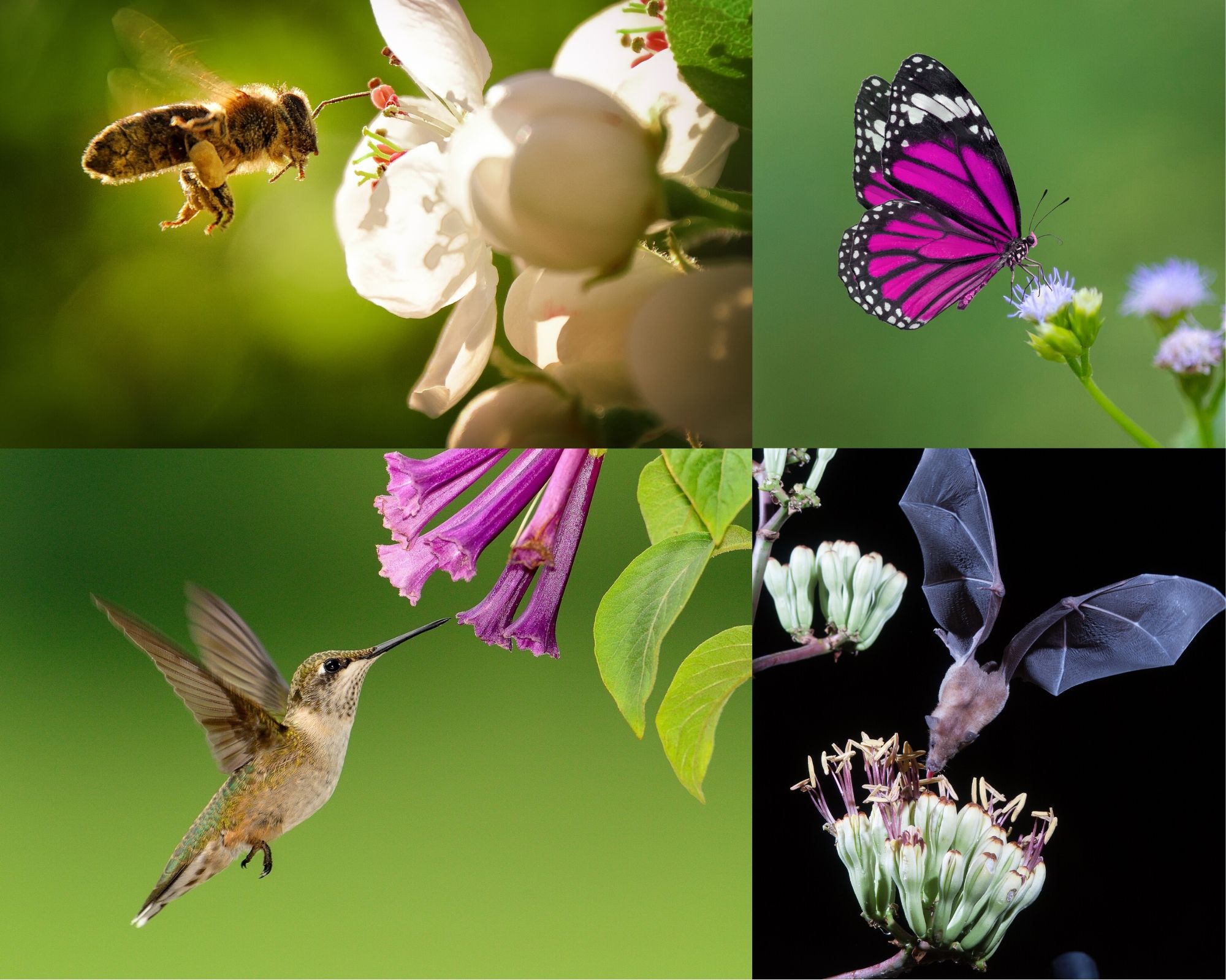 The co-evolution of pollinators and flowers showing a bee, a hummingbird, a butterfly and a bat approaching flowers that they feed from