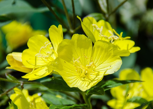 Yellow evening primrose have evolved flowers with the ability to hear