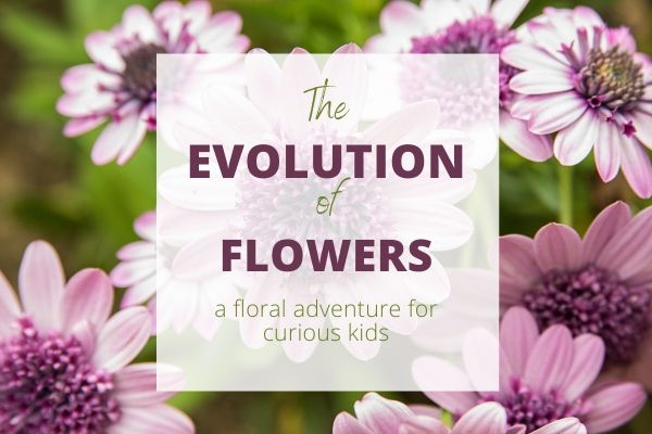The evolution of flowers: a floral adventure for curious kids